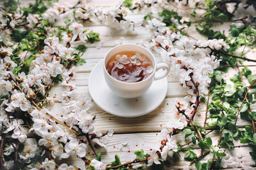 Cup of green tea and spring apricot blossom on a white wooden background. Rustic.
