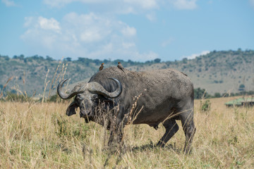 Obraz premium Cape Buffalo, Maasai Mara Kenya