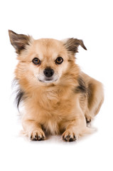 Obraz premium Kleiner Mischlingshund isoliert auf weißem Hintergrund