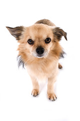 Kleiner Mischlingshund isoliert auf weißem Hintergrund