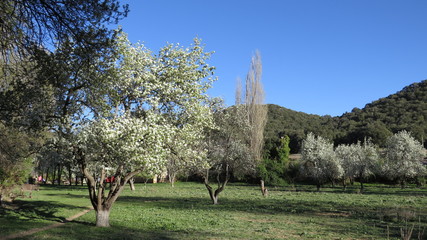 Spring blossoms in orchard