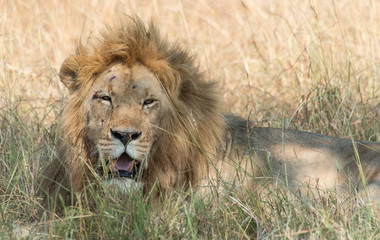 Naklejka na ściany i meble Lions in Maasai Mara Kenya