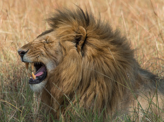 Obraz na płótnie Canvas Lions in Maasai Mara Kenya