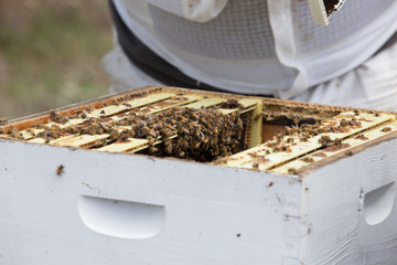 Fototapeta na wymiar Beekeeper with bees in their new hive