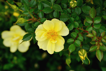 Alba rose or R. alba semi-plena in the garden.
Yellow small rose in Park
