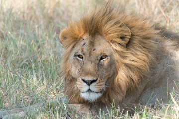 Lions in Maasai Mara Kenya