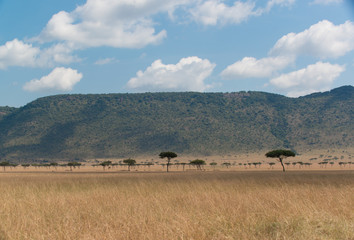 Fototapeta na wymiar Maasai Mara vista from the high plateau