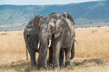 Fototapeta premium Elephant in Maasai Mara