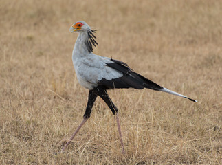 Secretary Bird Kenya