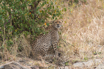 Cheetah