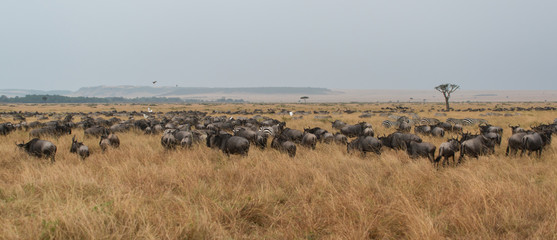 Fototapeta na wymiar The Great Migration Maasai Mara Kenya