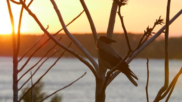 Crow On A Branch Tree At Sunrise