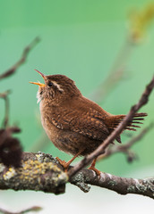 Eurasian Wren, Wren, Troglodytes troglodytes