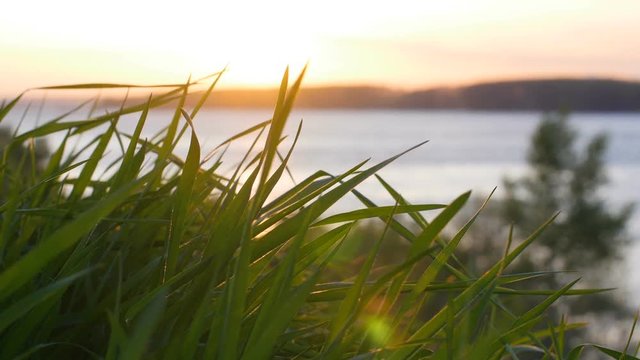 Grass In The Spring Sunrise With Water Behind