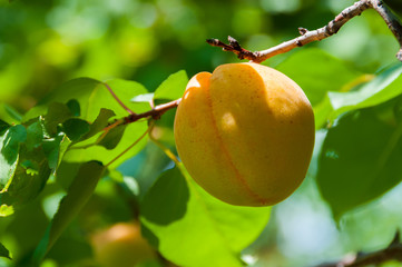 Food. Fruit. Apricot on a branch. Yellow ripe juicy and tasty apricot in the summer sun.