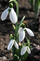 Fototapeta premium Snowdrops. The first spring flowers. Snowdrop of Elvez. A rare species of snowdrops, listed in the Red Book.