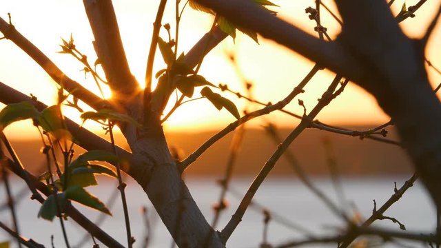 Leaf Tree Sunrise