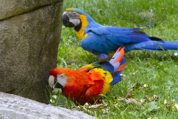 Pappagalli Colorati 
