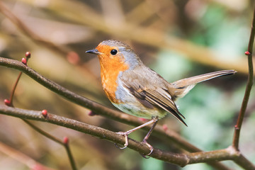 European Robin, Erithacus rubecula, Robin, Birds