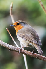 European Robin, Erithacus rubecula, Robin, Birds