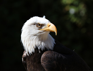 Close up of a Bald Eagle with dark background
