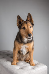 Studio portrait of dog on grey background