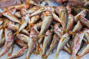 Freshly caught red mullet fishes or Mullus barbatus on the counter in a greek fish shop.
