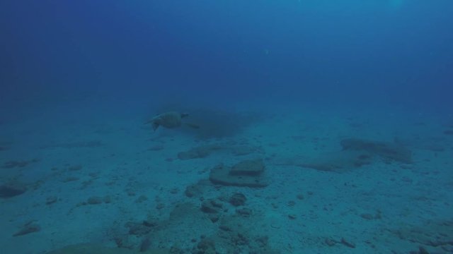 Sea turtle resting in the reefs of Cabo Pulmo National Park, Cousteau once named it The world's aquarium. Baja California Sur,Mexico.