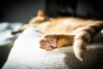 Lazy ginger cat sleeping on a couch pillow - back paw close up
