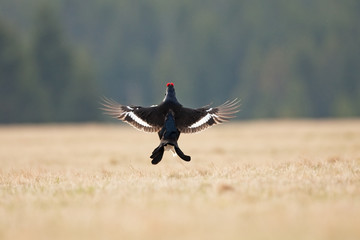 black grouse, blackgame, blackcock, tetrao tetrix