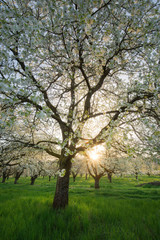 Fototapeta premium Frühling im Rheintal