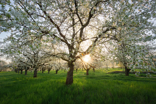 Fr&uuml;hling im Rheintal