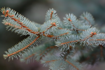 Blue spruce branch, close up. Landscape