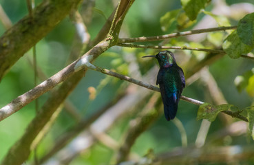 Green-fronted Lancebill hummingbird