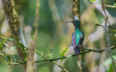 Green-fronted Lancebill hummingbird