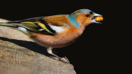 Buchfink (Männchen) mit Walnusskern im Schnabel
