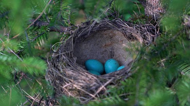 Nest of Mistle Thrush with eggs (Turdus viscivorus) - (4K)