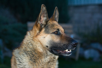 Sheepdog portrait. Close up. Pet.