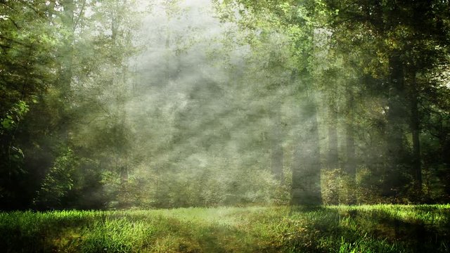 Magical Neutral Forest Background Loop Animation