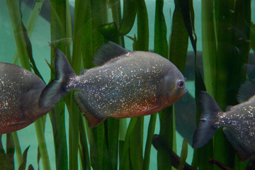 Piranha