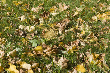 Autumn leaves on green grass