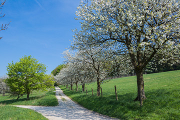 Obraz na płótnie Canvas Kirschbäume blühend am Wanderweg im Frühling