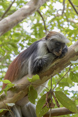 Red Colobus Monkey