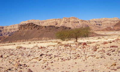 Fototapeta premium Acacia Tree in Timna Park in Israel surrounded by different colored hills and dry riverbeds