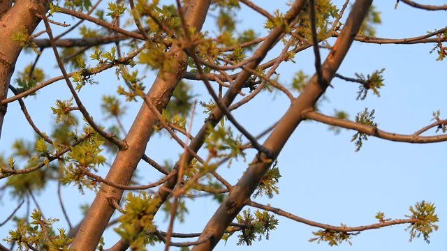 Tree Branch In The Spring With Warm Light