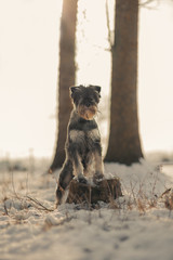 Salz und Pfeffer Schnauzer