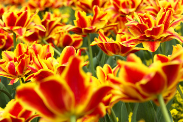 Fototapeta na wymiar Tulips in spring time