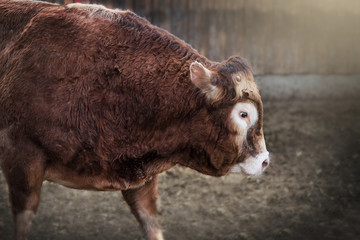 Obraz premium Bullenkopf