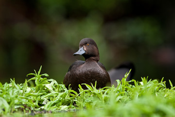 New Zealand scaup, aythya novaeseelandiae, New Zealand