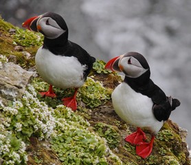 From a clifftop in Iceland there’s a very special place where a puffin colony resides for half of the year.  They raise their chicks here, flying back and forth for eels for their offspring.